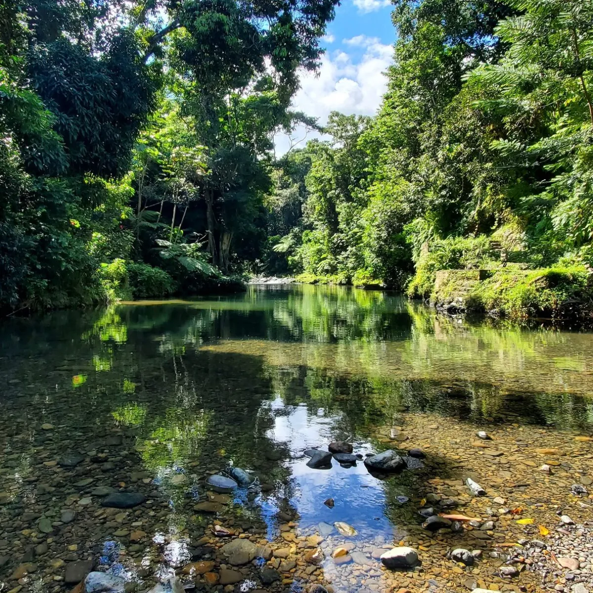 a body of water surrounded by trees